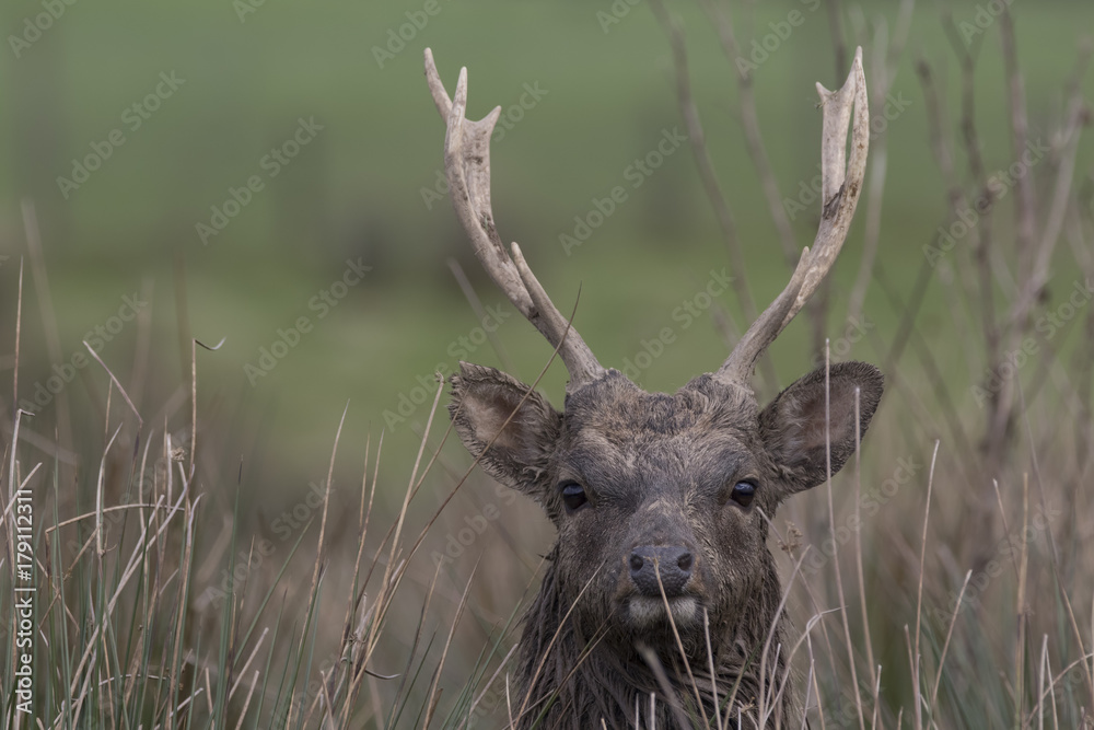 sika deer stag, hind, calf portrait within long grass