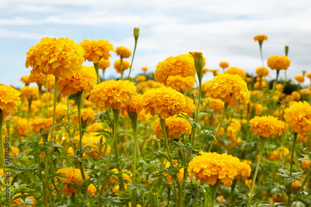 Obraz premium Beautiful Marigold flowers