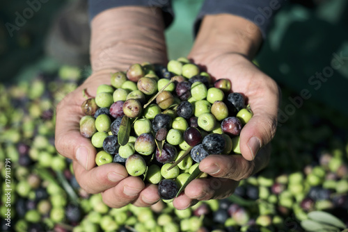 harvesting olives in Spain photo