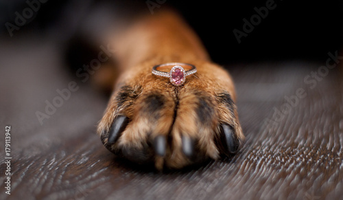 Dog paw with pink sapphire engagement ring