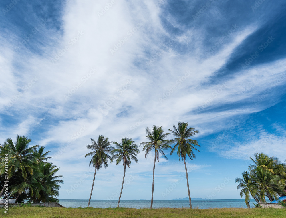 coconut trees & beautiful blue sky
