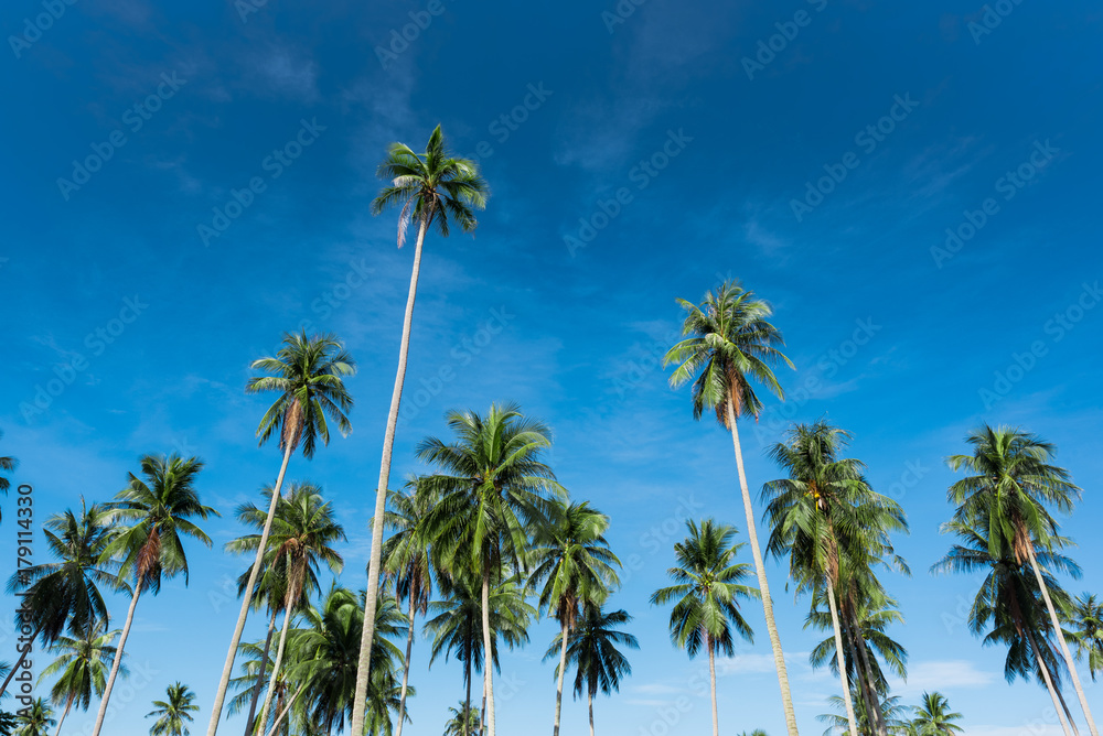 coconut trees & beautiful blue sky