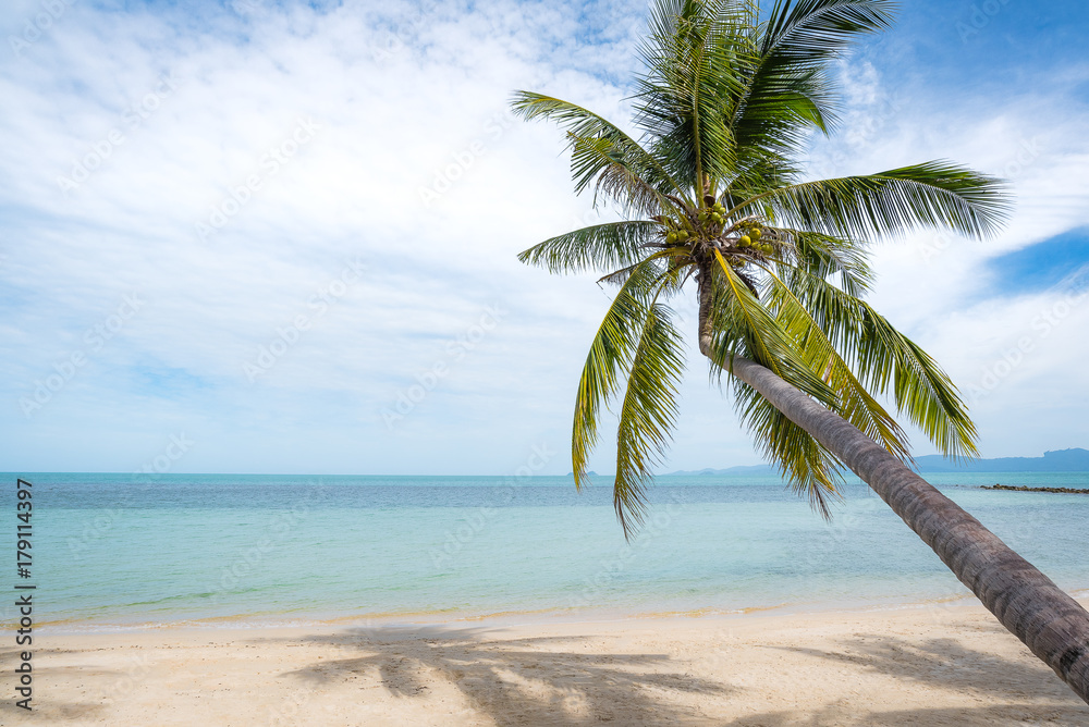 Coconut trees stretch into the sea Coconut trees stretch into the sea