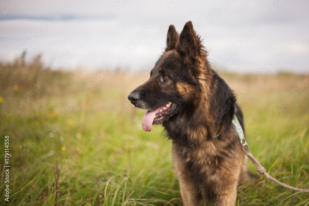 dog 4 dog 4