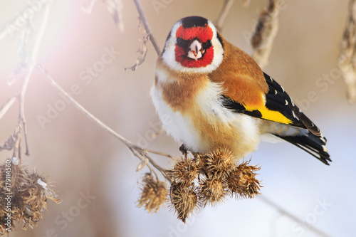 Fototapeta goldfinch bird with a red mask