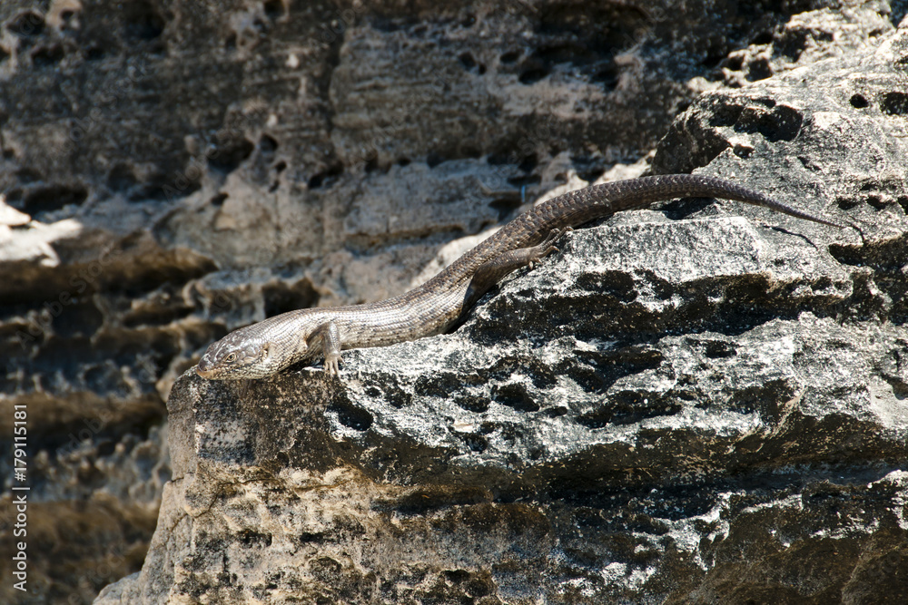 King's Skink Lizard - Rottnest Island - Australia