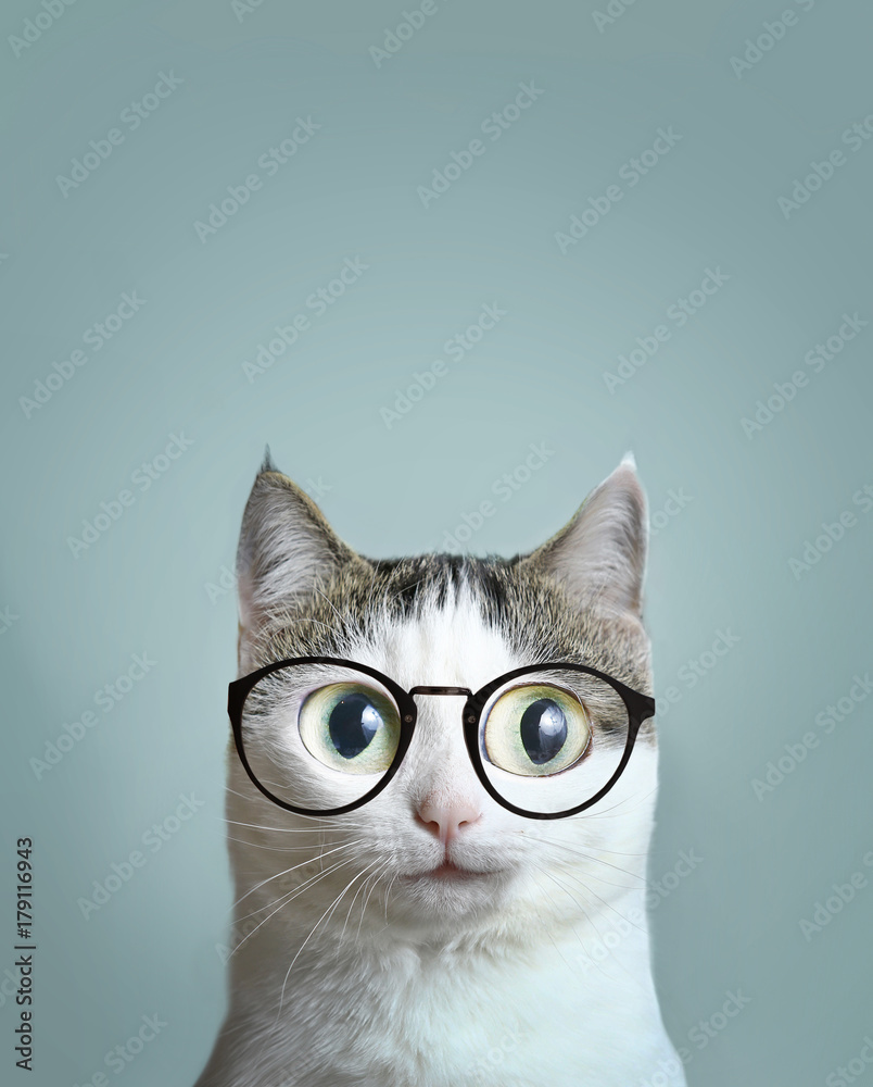 bliska portret niebieskich oczach kota w krótkich wzroku krótkowzroczność  okulary korekcyjne okulary #179116943 - Koty - Obrazy na płótnie |  ecowall24.pl