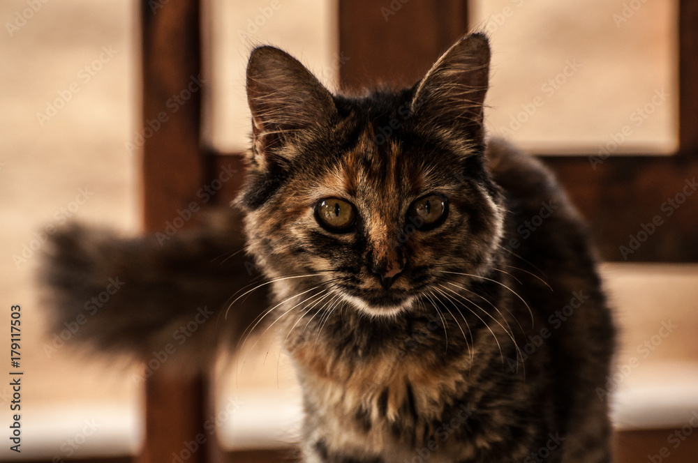 Obraz premium Kitten full of colors