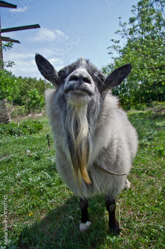 Close up of stylish funny fur goat with beard on green natural background