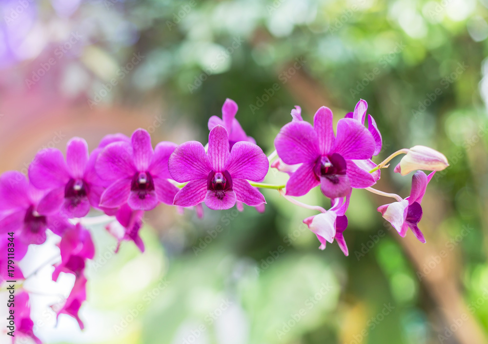 close up pink orchids tropical flowers blooming growth in garden selective focus close up pink orchids tropical flowers blooming growth in garden selective focus