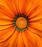Gerbera flower macro - orange
