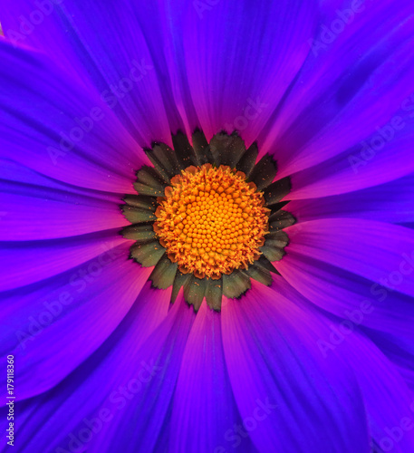 Gerbera flower macro - blue