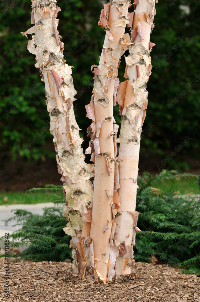Naklejka premium River Birch Detail