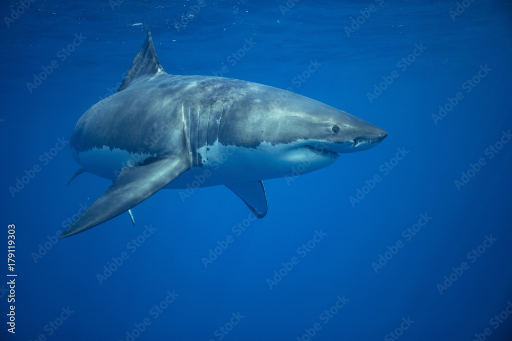 Fototapeta premium Great white shark swimming in open water