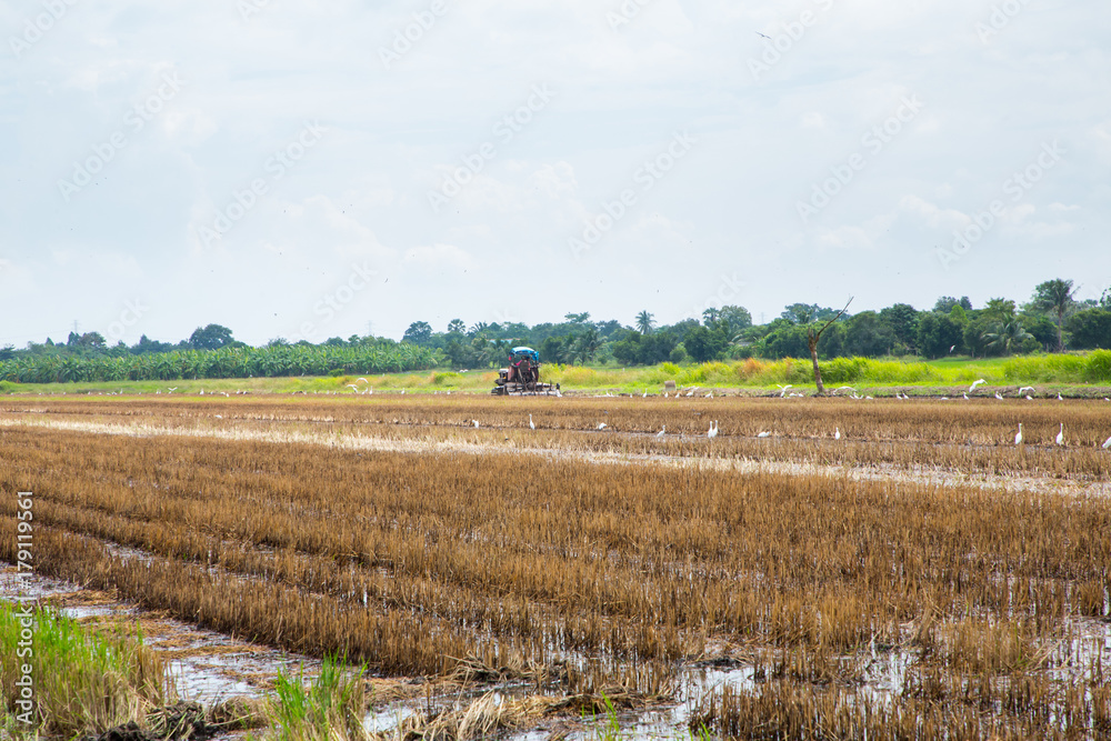 Farmer in tractor preparing land with seedbed cultivator