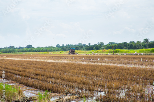 Obraz na płótnie Farmer in tractor preparing land with seedbed cultivator
w salonie