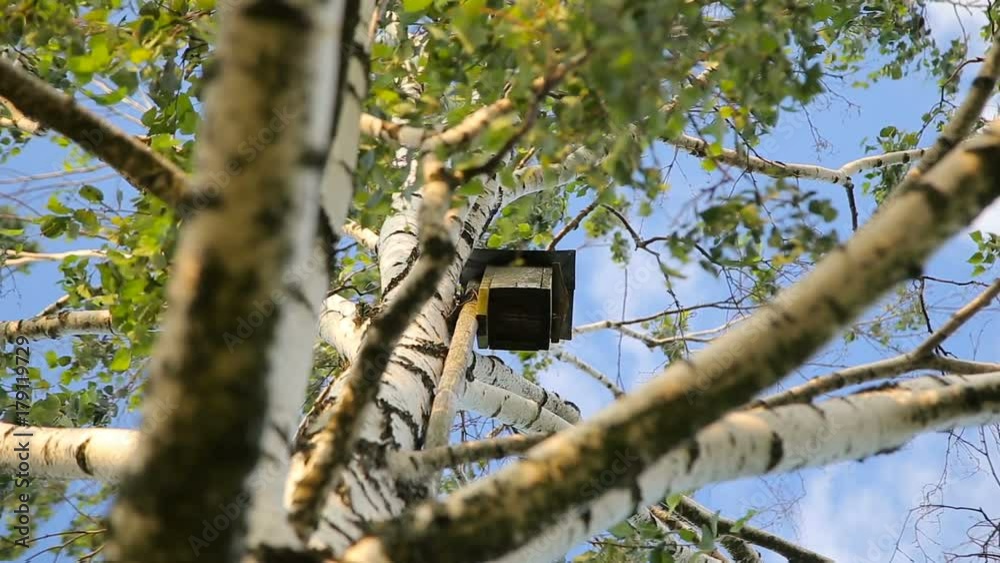 Birdhouse on a white birch tree over clear blue summer sky Birdhouse on a white birch tree over clear blue summer sky
