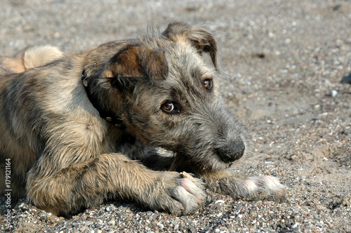 Facial photo of a young irish wolfhound chewing a stick, while looking at the photographer. . photo