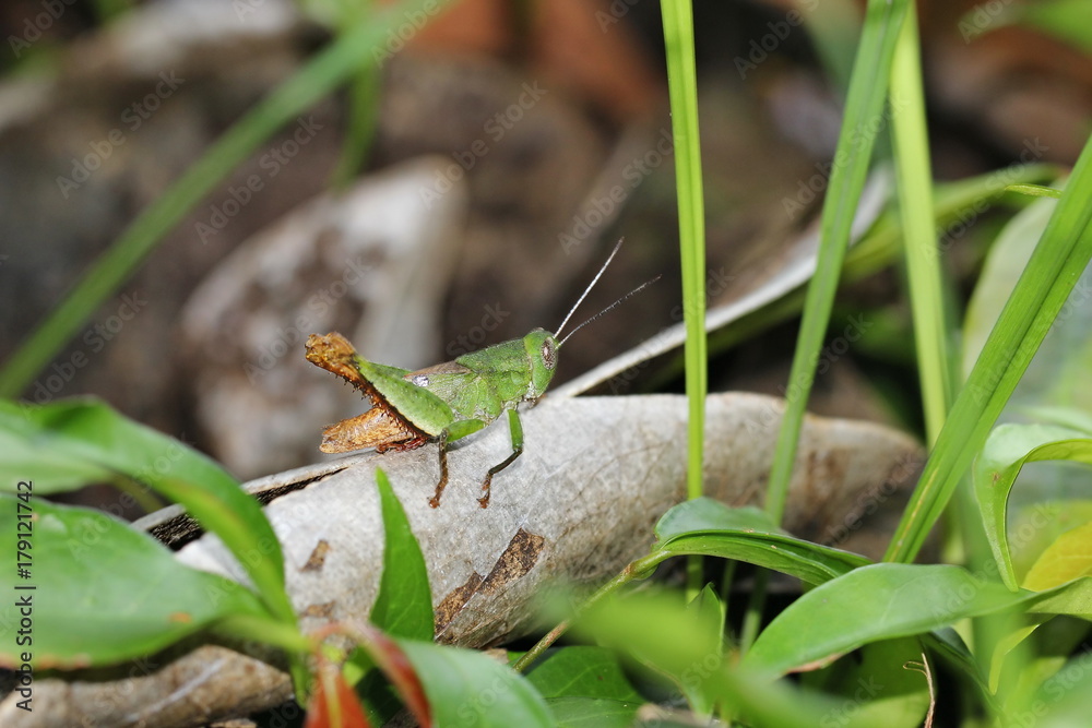 grasshopper grasshopper