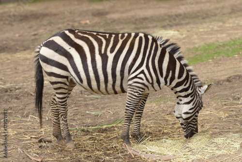 Burchells Zebra feeding