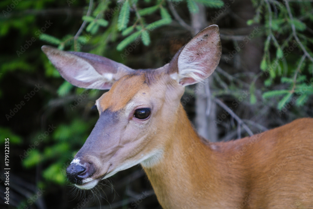 Fototapeta premium Deer