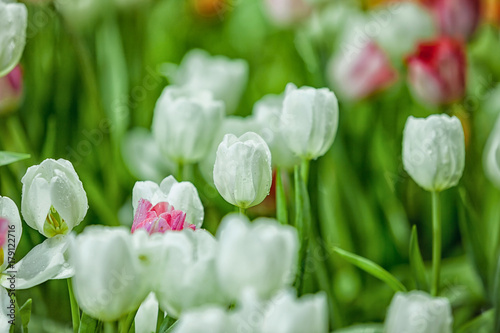 Tulip.