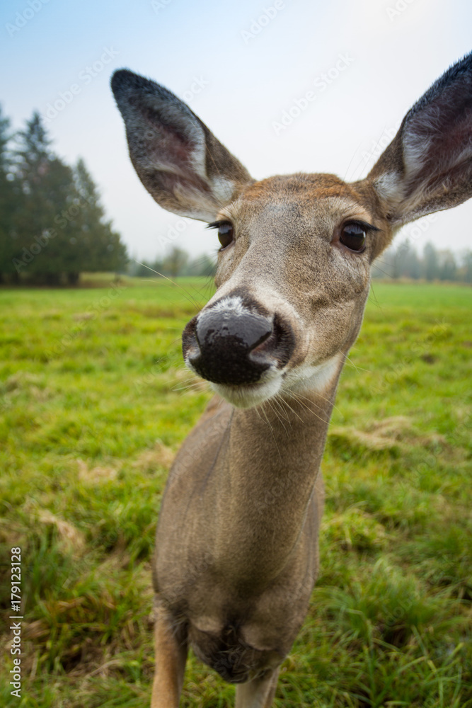 Fototapeta premium Deer