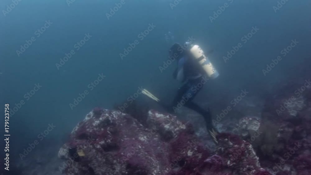 Scuba divers underwater in Galapagos. Unique beautiful video. Abyssal relax diving in world of wildlife. Natural aquarium of sea and ocean. Multicolor animals. Scuba divers underwater in Galapagos. Unique beautiful video. Abyssal relax diving in world of wildlife. Natural aquarium of sea and ocean. Multicolor animals.