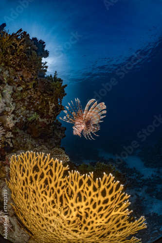 Lionfish and corals in the Red Sea