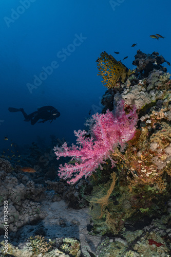 Scuba diver and beautiful corals