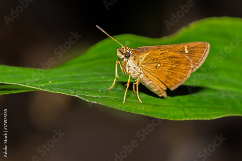 Vindhyan Bob Butterfly perched on a green leaf photo