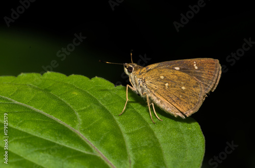 Vindhyan Bob Butterfly perched on a green leaf