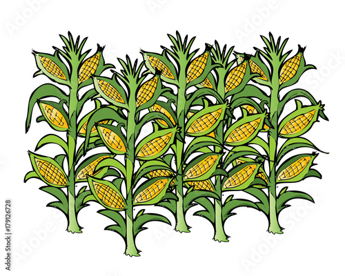 corn field