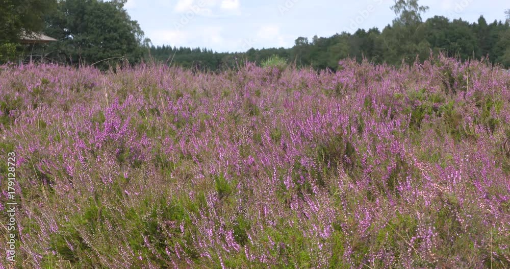 Dutch heathland in bloom - low angle. Typical cultural landscape with low growing Common Heather, Calluna vulgaris. Dutch heathland in bloom - low angle. Typical cultural landscape with low growing Common Heather, Calluna vulgaris.