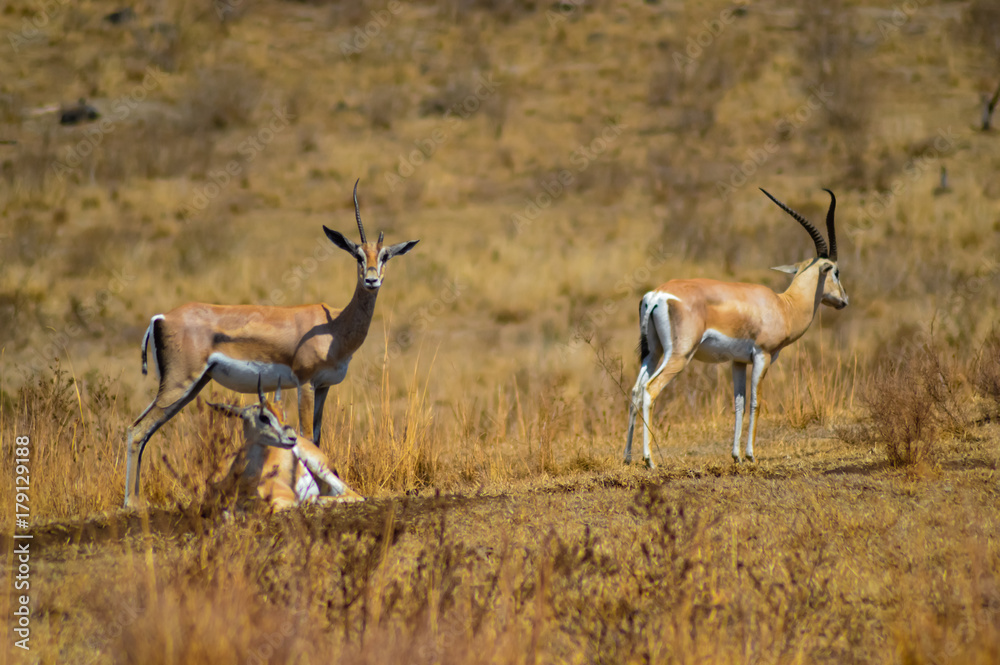 hree antelopes in the savanna hree antelopes in the savanna