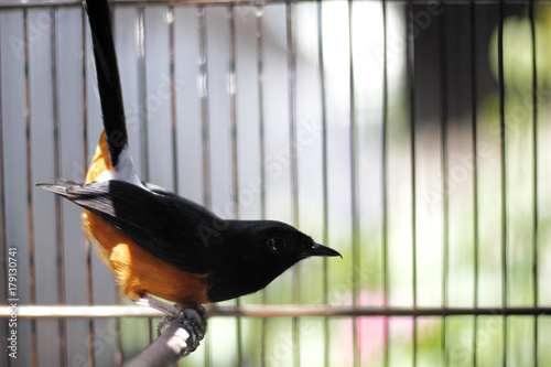 Murray bird or fighter bird sitting on the cage under the sun shine photo