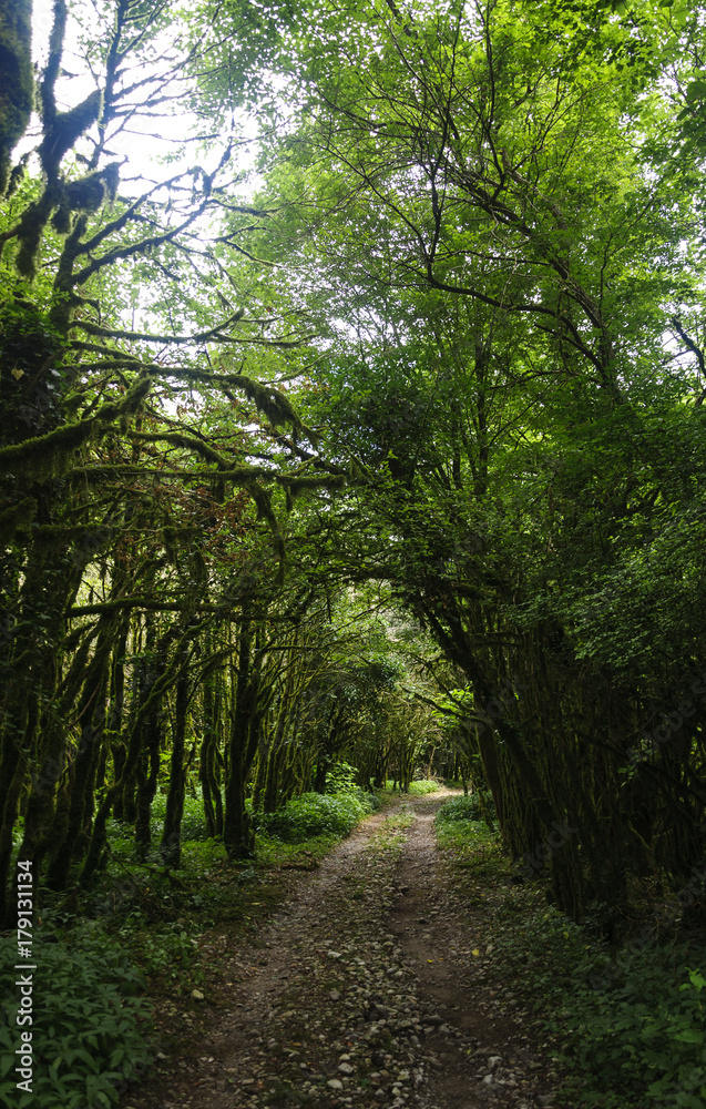 Mountain trail in sub-tropical,gloomy forest. Mountain trail in sub-tropical,gloomy forest.