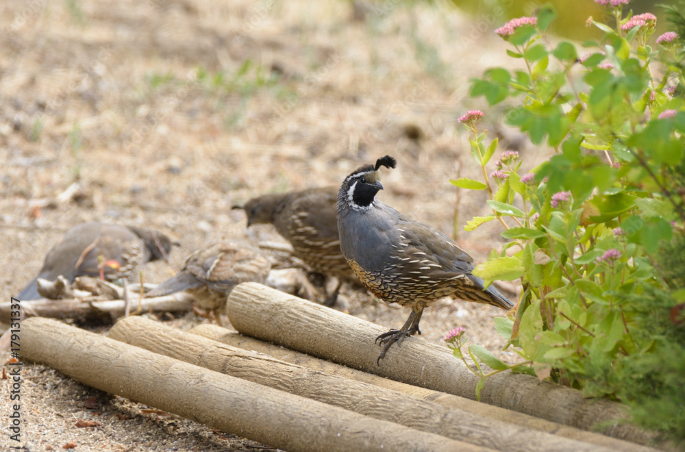 Male California Quail Male California Quail