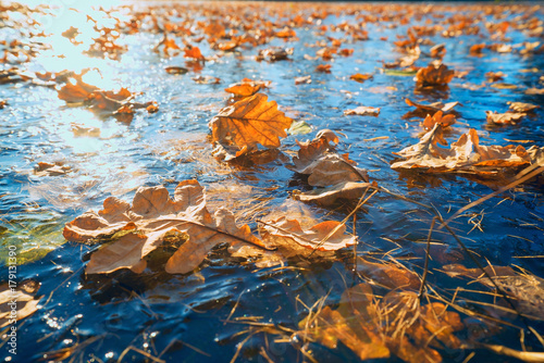 Fototapeta Naklejka Na Ścianę i Meble -  Dry oak leaves lying on the ice .