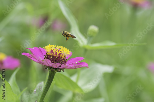 Bees are flying to the Zinnia  flowers. © supanee2550