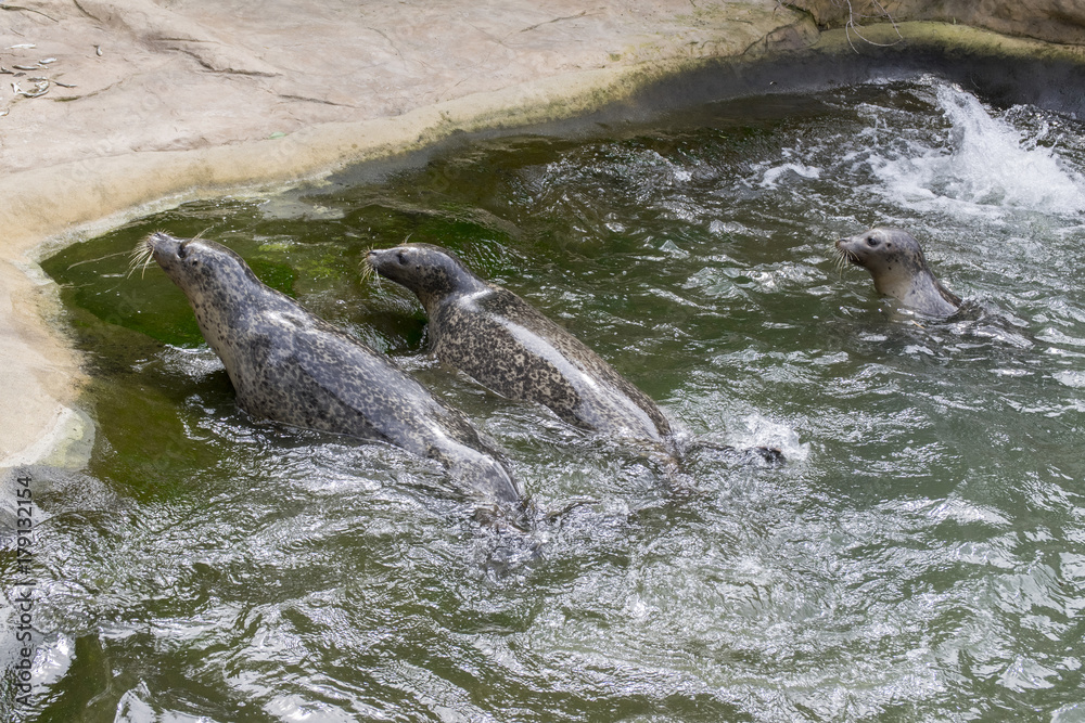 Fototapeta premium Harbor seal during feeding