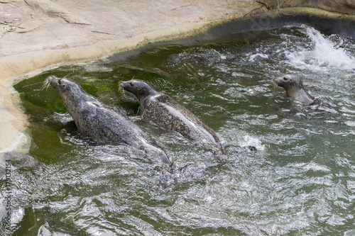Harbor seal during feeding