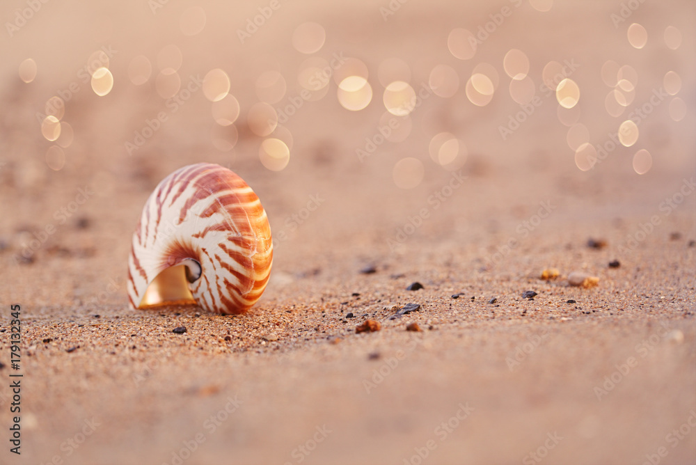seashell nautilus on sea beach with waves under sunrise sun light seashell nautilus on sea beach with waves under sunrise sun light
