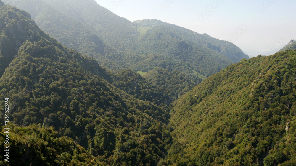 Bosco di montagna