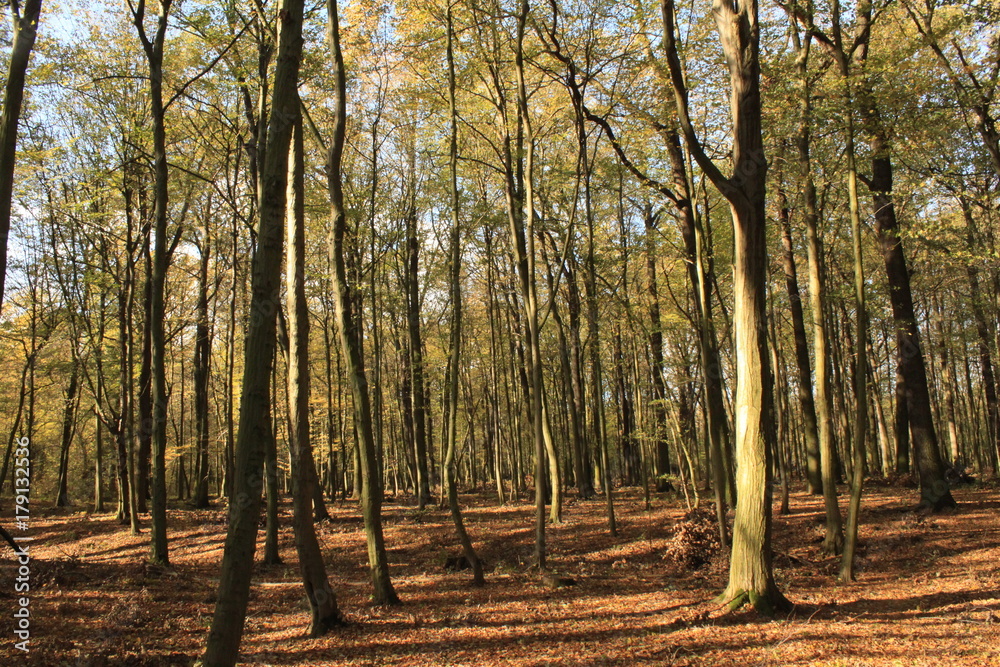 Herbstwald an der Mulde bei Dessau Herbstwald an der Mulde bei Dessau