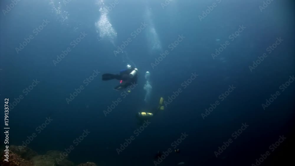 Scuba divers underwater in blue abyss in Galapagos. Unique beautiful video. Abyssal relax diving in world of wildlife. Natural aquarium of sea and ocean. Multicolor animals. Scuba divers underwater in blue abyss in Galapagos. Unique beautiful video. Abyssal relax diving in world of wildlife. Natural aquarium of sea and ocean. Multicolor animals.
