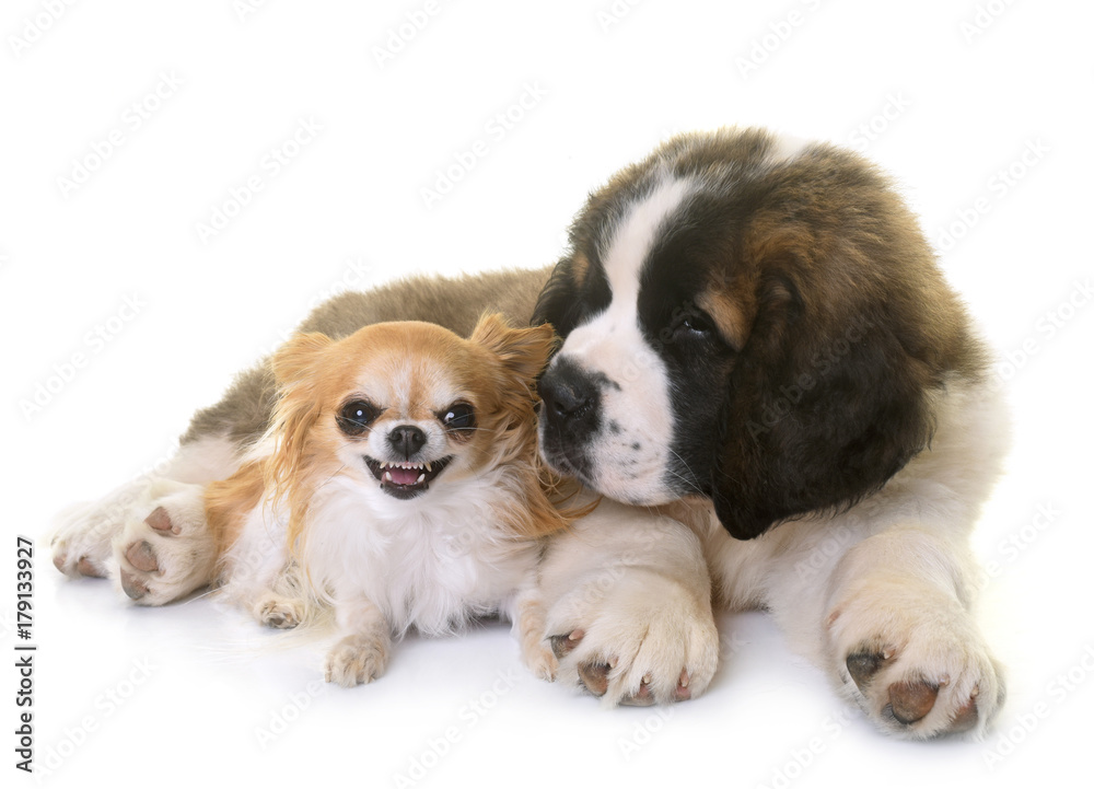 puppy saint bernard and chihuahua puppy saint bernard and chihuahua