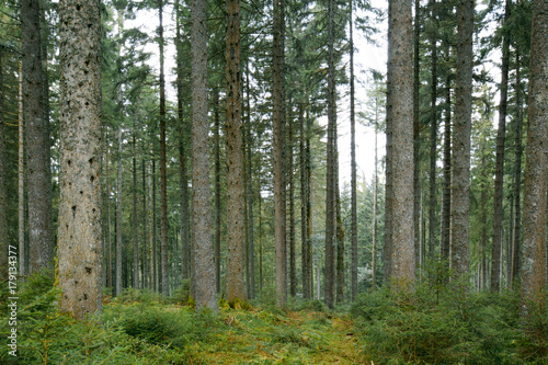 Amazing forest trees with amazing light.