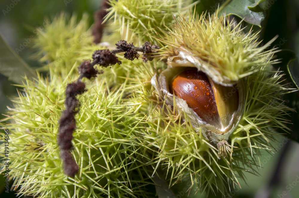 Opened castanea sativa, sweet chestnuts hidden in spiny cupules, tasty brownish nuts marron fruits Opened castanea sativa, sweet chestnuts hidden in spiny cupules, tasty brownish nuts marron fruits