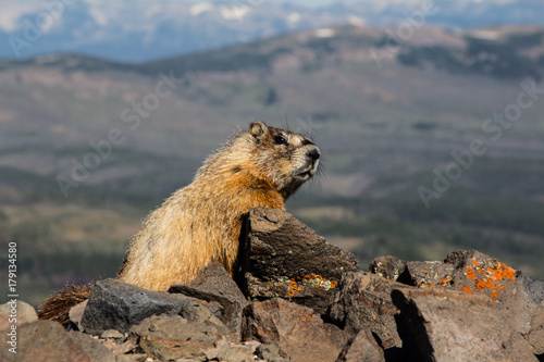 Marmotte Yellowstone